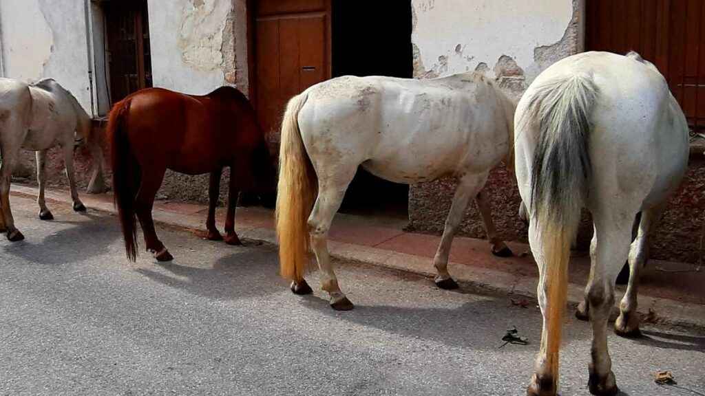 Animais de grande porte preocupam moradores do centro de Cabrobó