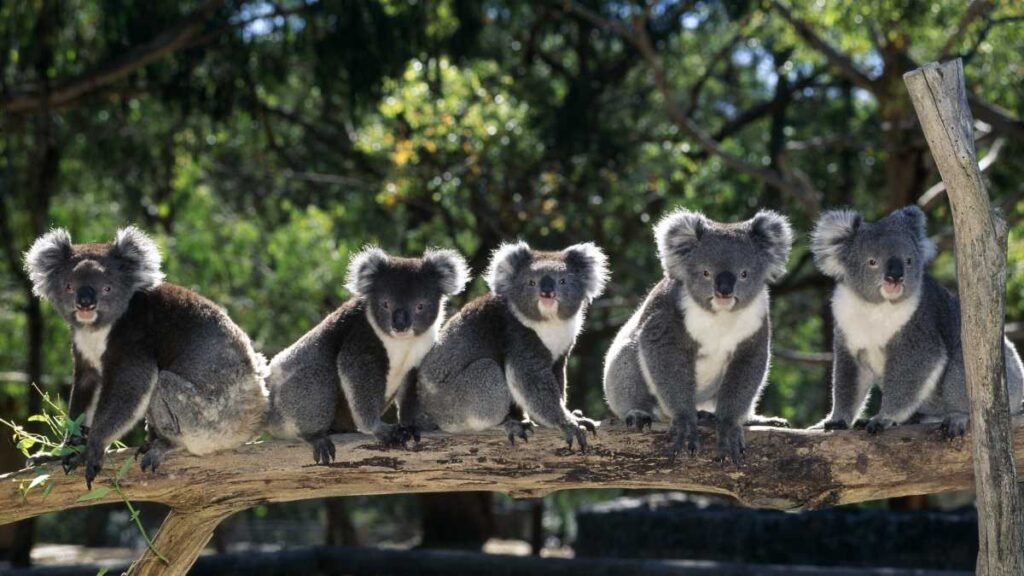 curiosidades sobre os koalas