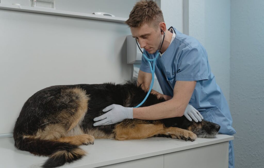 Hospital Veterinário Guarulhos Cuidado e Excelência para o Seu Pet